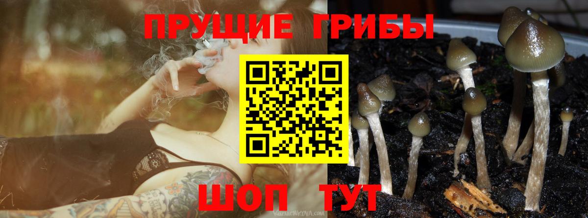 Псилоцибиновые грибы Psilocybe Лабытнанги